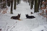 vorn links Jago, rechts Anton, hinten rechts Donka im Winter 2009