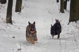 Start nach dem Hörsignal "Lauf"
