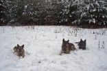 von links nach rechts Donka, Jago und Anton