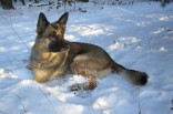 ... Winter 2009 ... nun schon 6 Jahre alt ... und jeder Zeit bereit "zur Jagd" ...